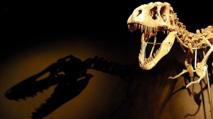 Scheletul unui dinozaur de 150 de milioane de ani a fost vândut la licitaţie. Foto: descopera.ro