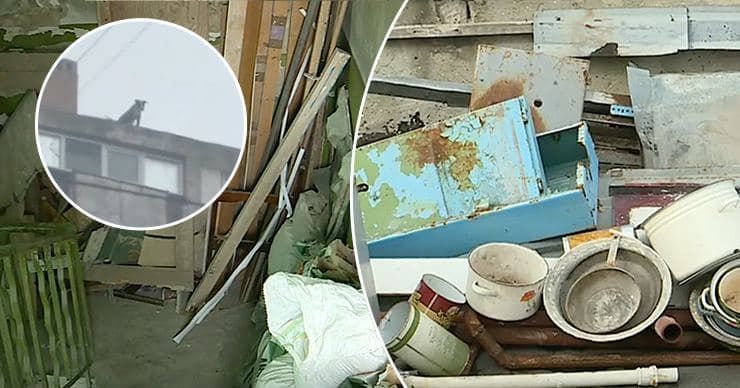 Случай с выгулом собаки на крыше расследует полиция. Коллаж: Point.md