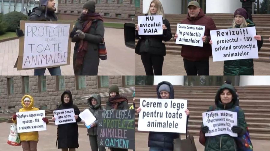 Защитники животных протестуют у здания парламента.