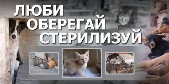 В этом году, с 12 по 26 февраля, ветеринарные клиники города бесплатно будут стерилизовать собак и кошек.