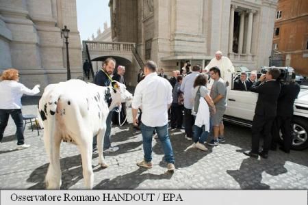 Papa Francisc a primit cadou o vițică. Cine i-a făcut cadoul. Foto: agerpres.ro