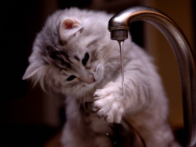 Котенок уже нашел новый дом.