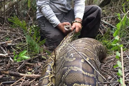 Гигантский питон проглотил весящего больше него самого оленя. Фото: Conservancy of Southwest Florida