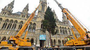 Feeria sărbătorilor de iarnă la Viena: Pomul de Crăciun, instalat