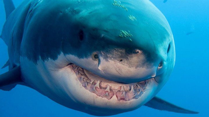 În Oceanul Atlantic a fost descoperită o nouă specie de rechin.