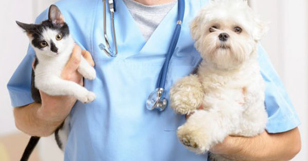 Exercitarea profesiei de medic veterinar