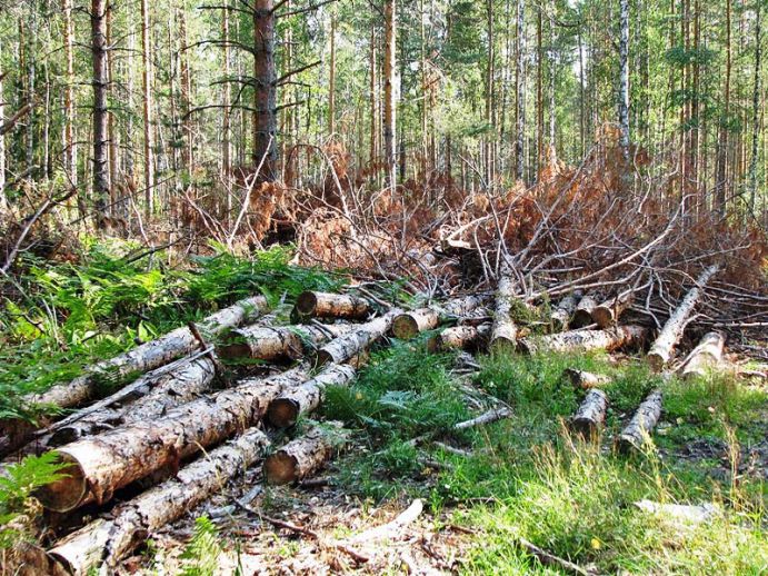 Инспекторы обнаружили 16 спиленных деревьев дуба, клена и липы.