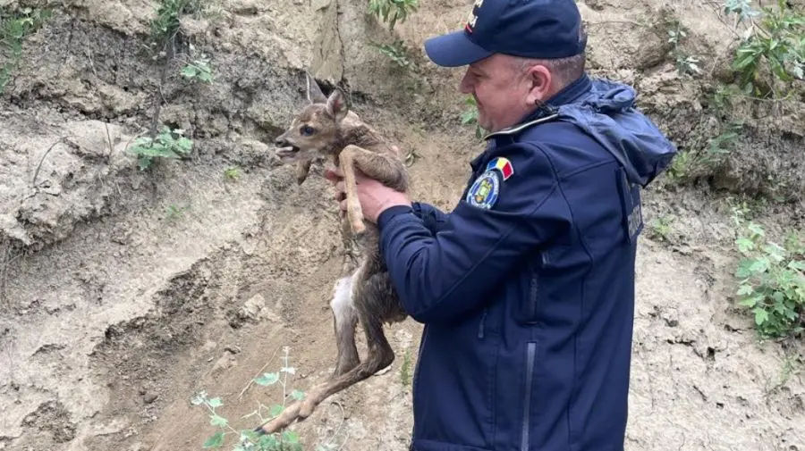 Un pui de căprioară, salvat de grănicerii care patrulau pe râul Prut.