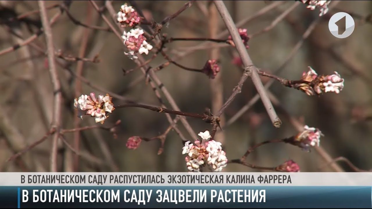 В Тираспольском дендрарии зацвела экзотическая калина.