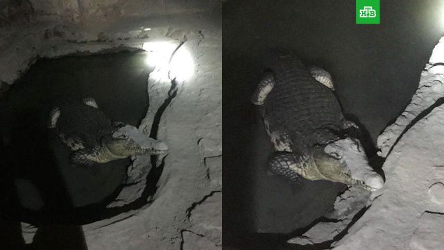 Крокодила заметили в подвале дома в Петербурге.