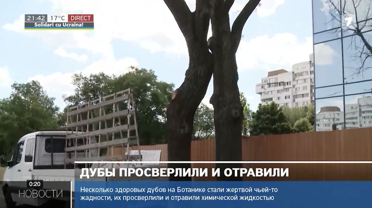 В Кишиневе неизвестные пытаются уничтожить здоровые дубы возле стройплощадки.