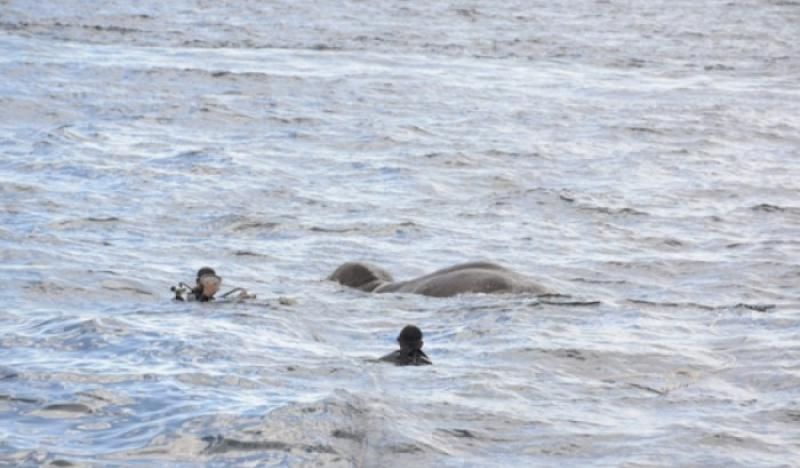 Marina din Sri Lanka a salvat în mod "miraculos" un elefant ajuns în mijlocul mării.