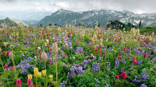 Cercetătorii folosesc plante ca să elimine efectele schimbărilor climatice
