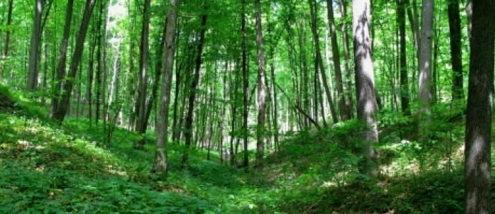 Arendarea pădurilor va fi interzisă în Republica Moldova. Foto: actualitati.md
