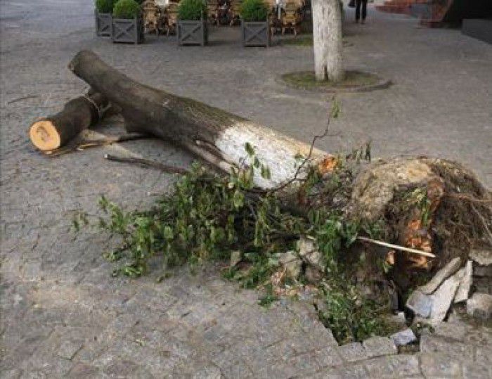 Un copac smuls din pământ, lăsat pe Strada Pietonală. Foto: facebook- Victor Micusa