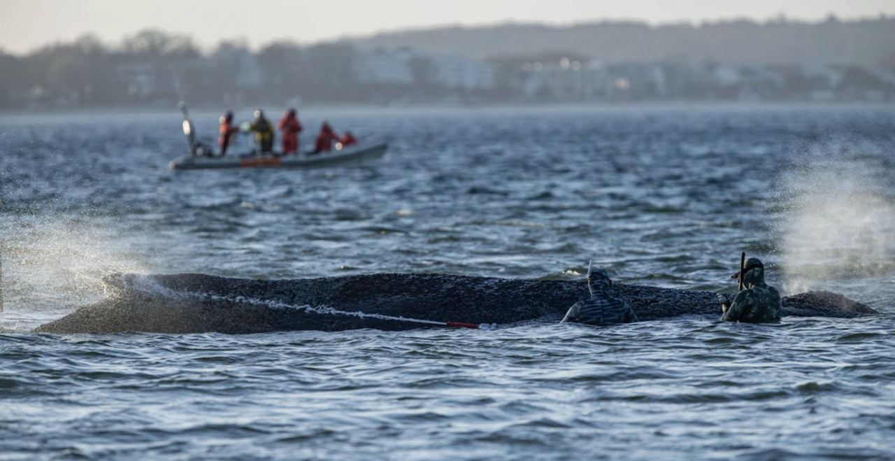 Кит, которого спасли в Германии, снова сел на мель в Балтийском море.