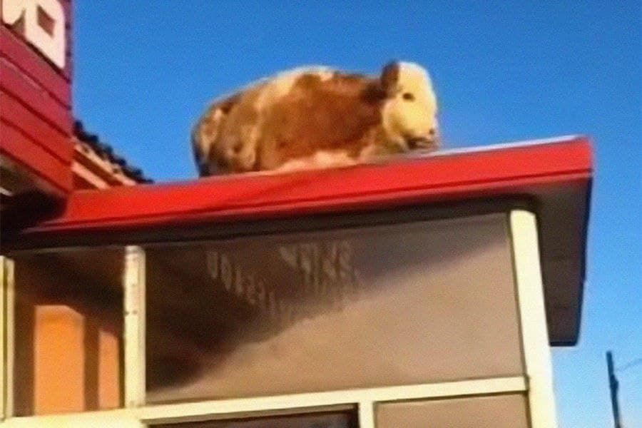 Корова в Китае застряла на крыше дома и удивила местных жителей.