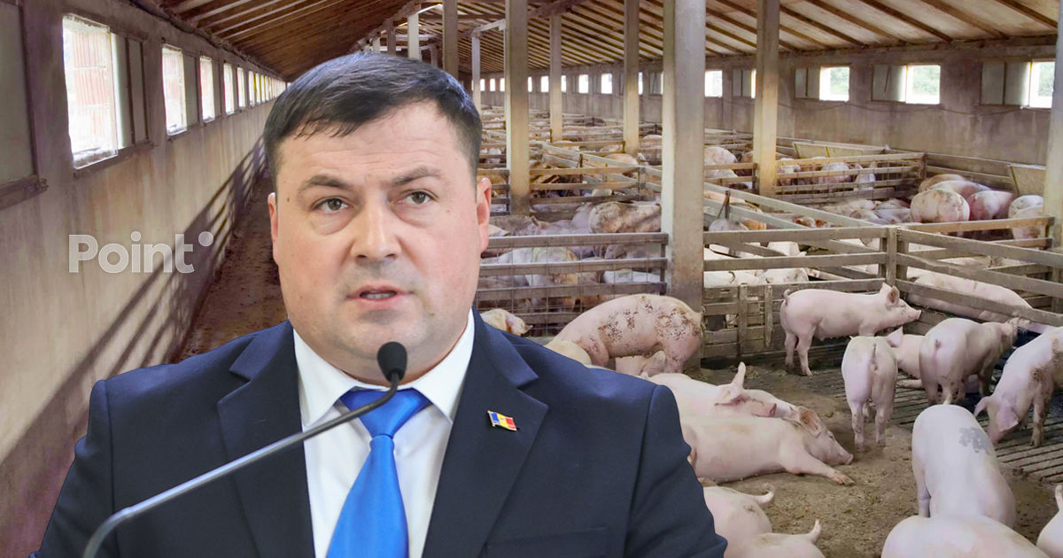 Deputat: Statul întârzie achitarea despăgubirilor pentru sacrificarea porcilor.