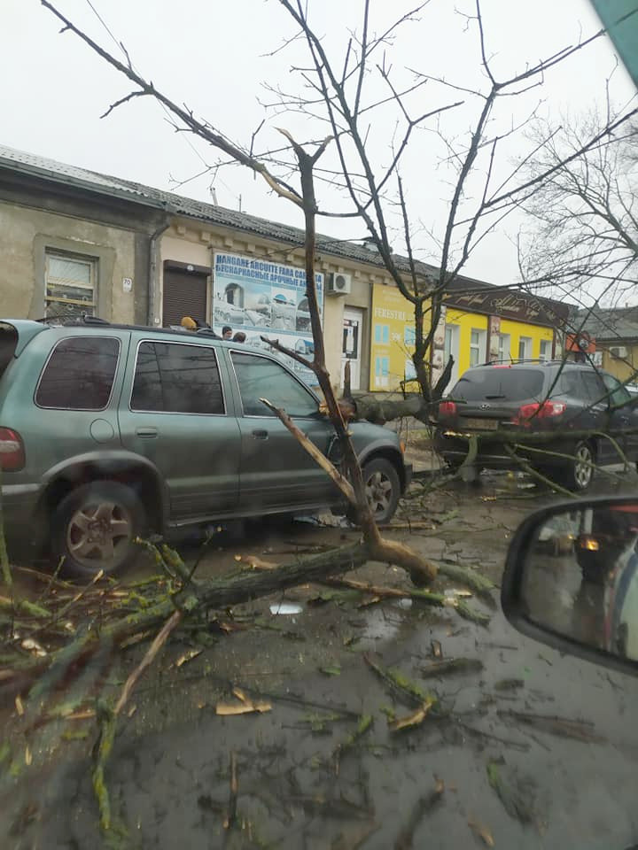 Чебан о поврежденных авто: Деревья вырубают не ради удовольствия.