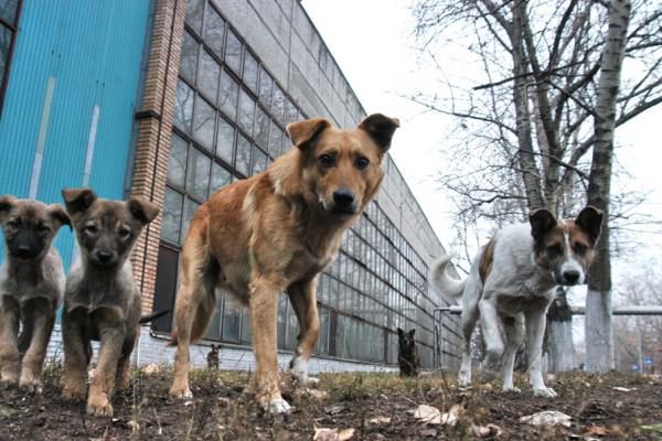 В Бендерах обострилась проблема с бродячими собаками.