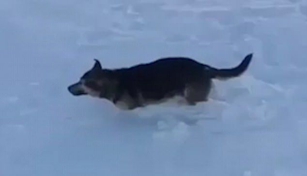 Mai multe animale, înghețate după ce temperatura a ajuns la -56 de grade