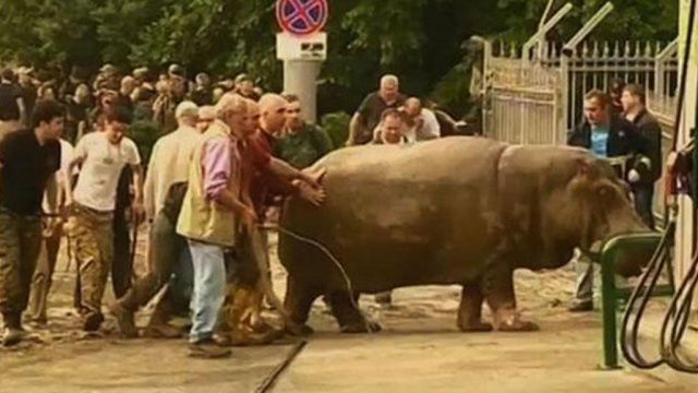 Большинство зверей погибло.