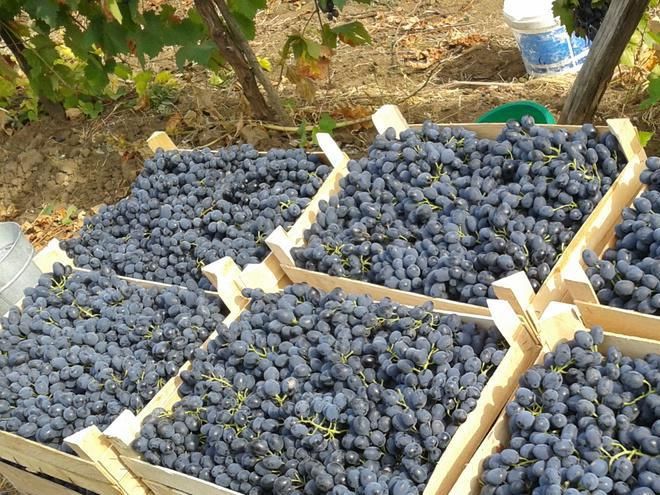 В столице организуют ярмарку по продаже молдавского винограда.