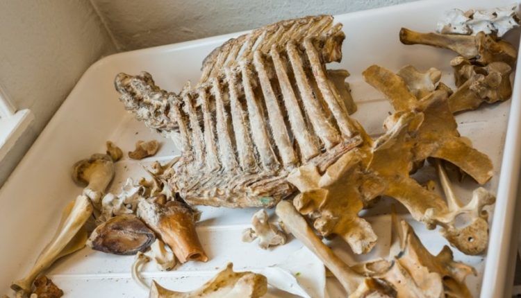 В Аргентине нашли кости медведя, жившего 700 тысяч лет назад.