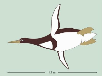 Fosila unui pinguin gigant, descoperită în Noua Zeelandă. Foto: AP Photo