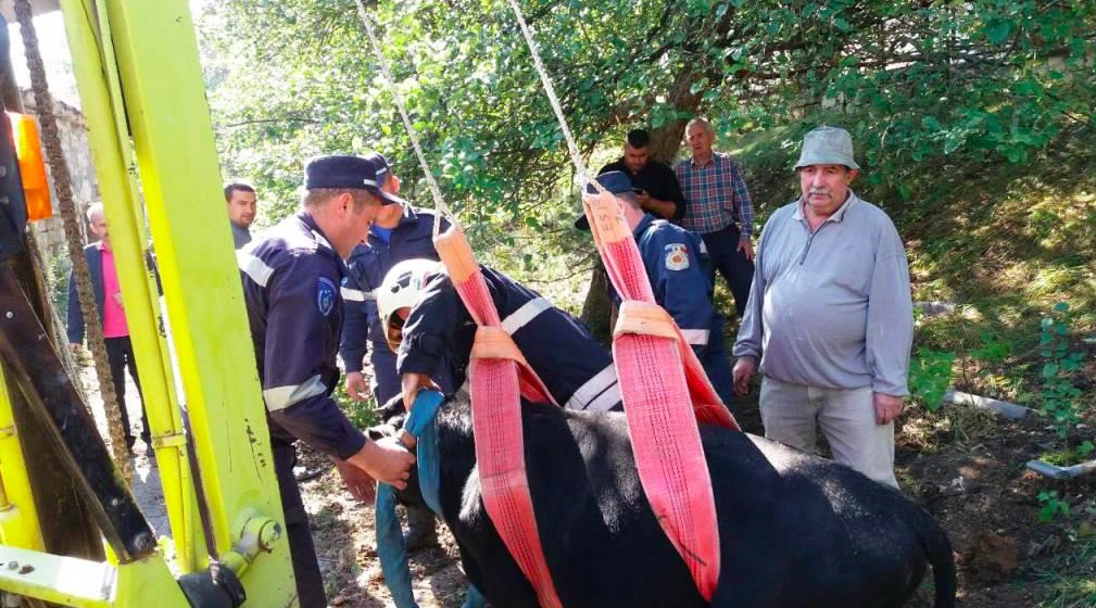 Salvatorii din Orhei au fost solicitați în această dimineață la extragerea unui vițel căzut într-o gură de canalizare. 