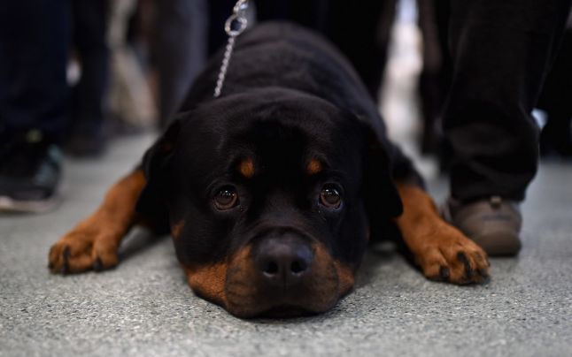 Oamenii simt mai multă compasiune pentru câini, decât pentru fiinţe umane aflate în dificultate. Foto: GettyImages