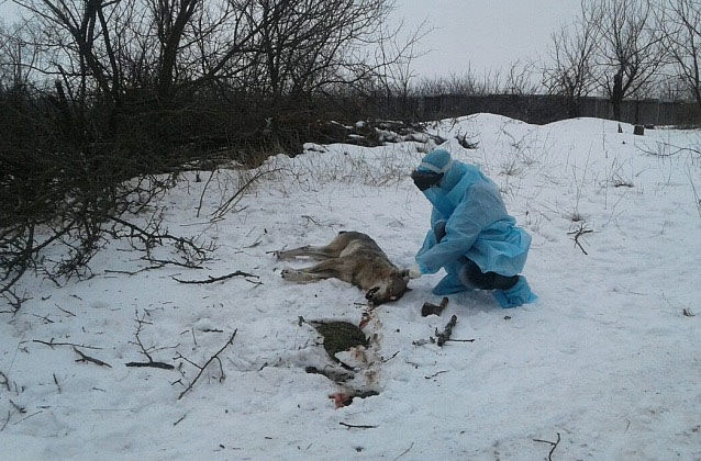Волк был застрелен, а его труп из соображений безопасности — сожжен.