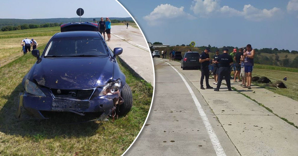 В Чимишлийском районе водитель Lexus сбил стадо овец. Коллаж: Point.md