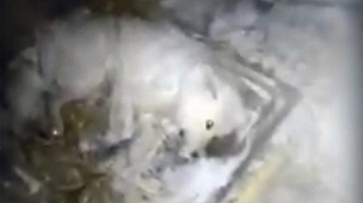 Un rus a aruncat apă pe câinele său, apoi l-a lăsat afară să înghețe.