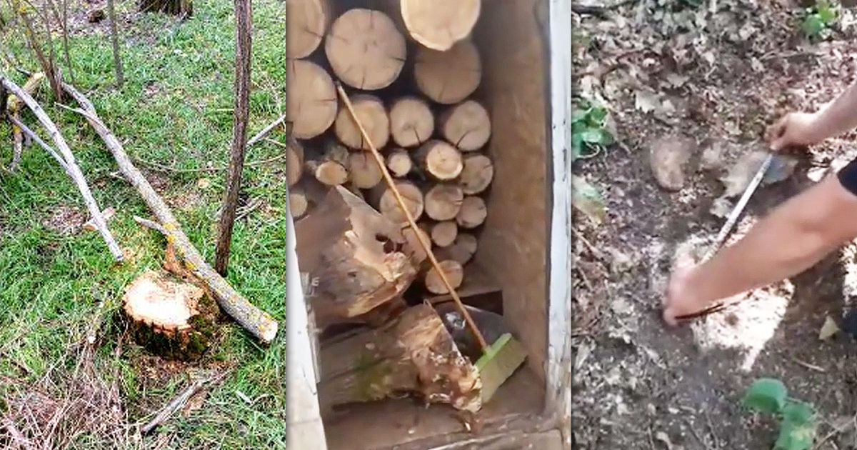 В Хынчештах двух мужчин подозревают в незаконной вырубке деревьев. Коллаж: Point.md