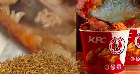 Опубликовано видео обеда из курицы с опарышами в KFC.