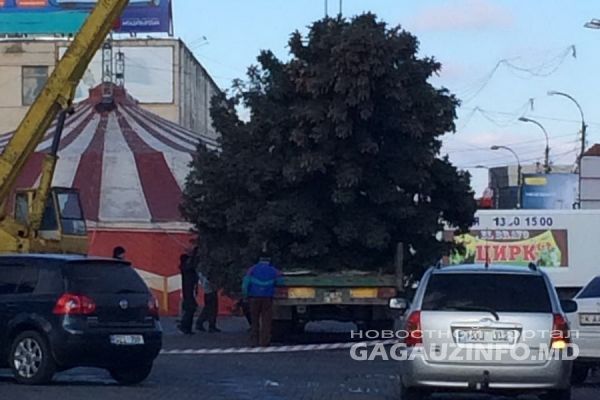 На центральной площади Комрата устанавливают 15-метровую новогоднюю ель.