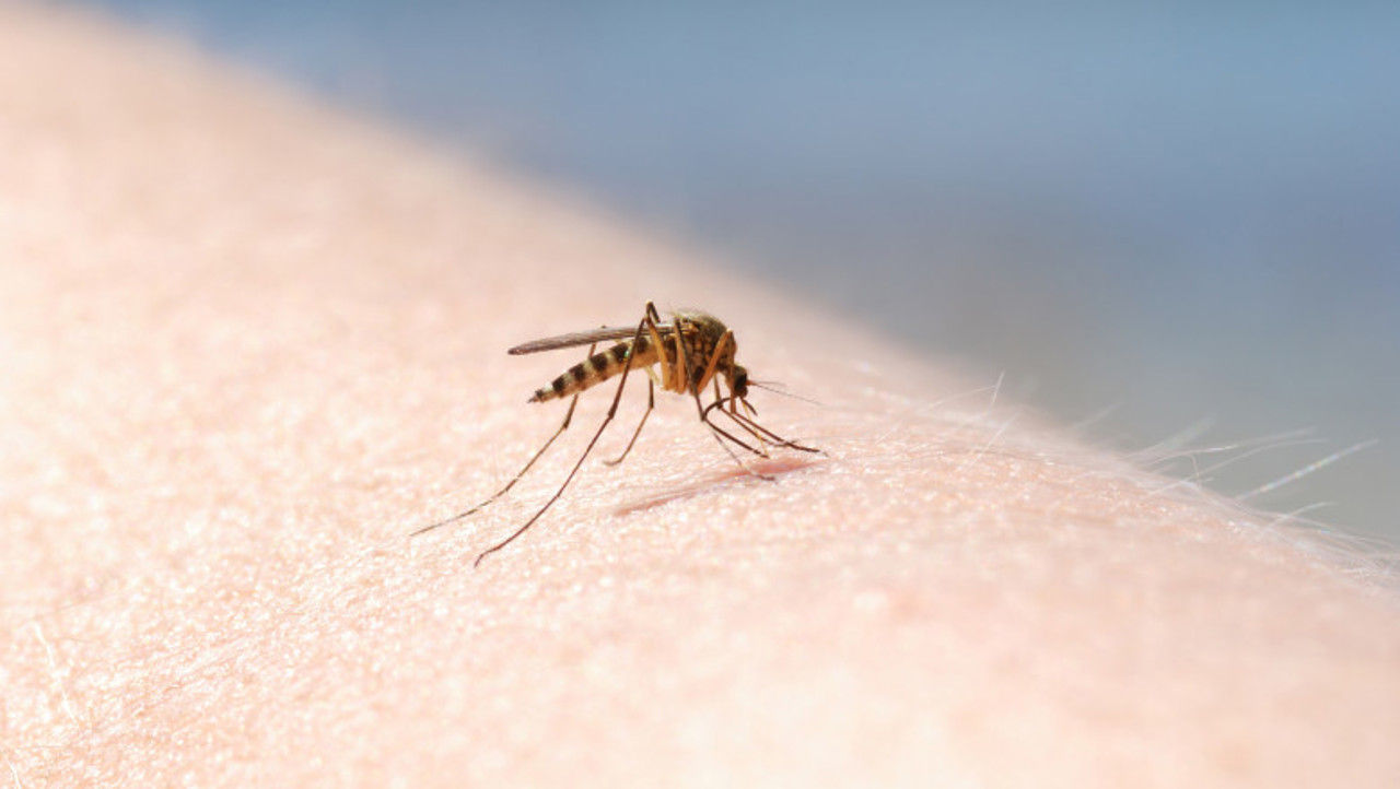 Biologii nu exclud că în Moldova ar fi existat decese cauzate de virusul West Nile.