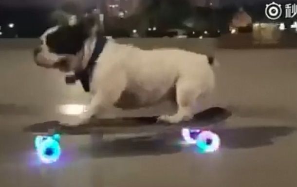 Сеть удивило видео с бульдогом на скейтборде.
