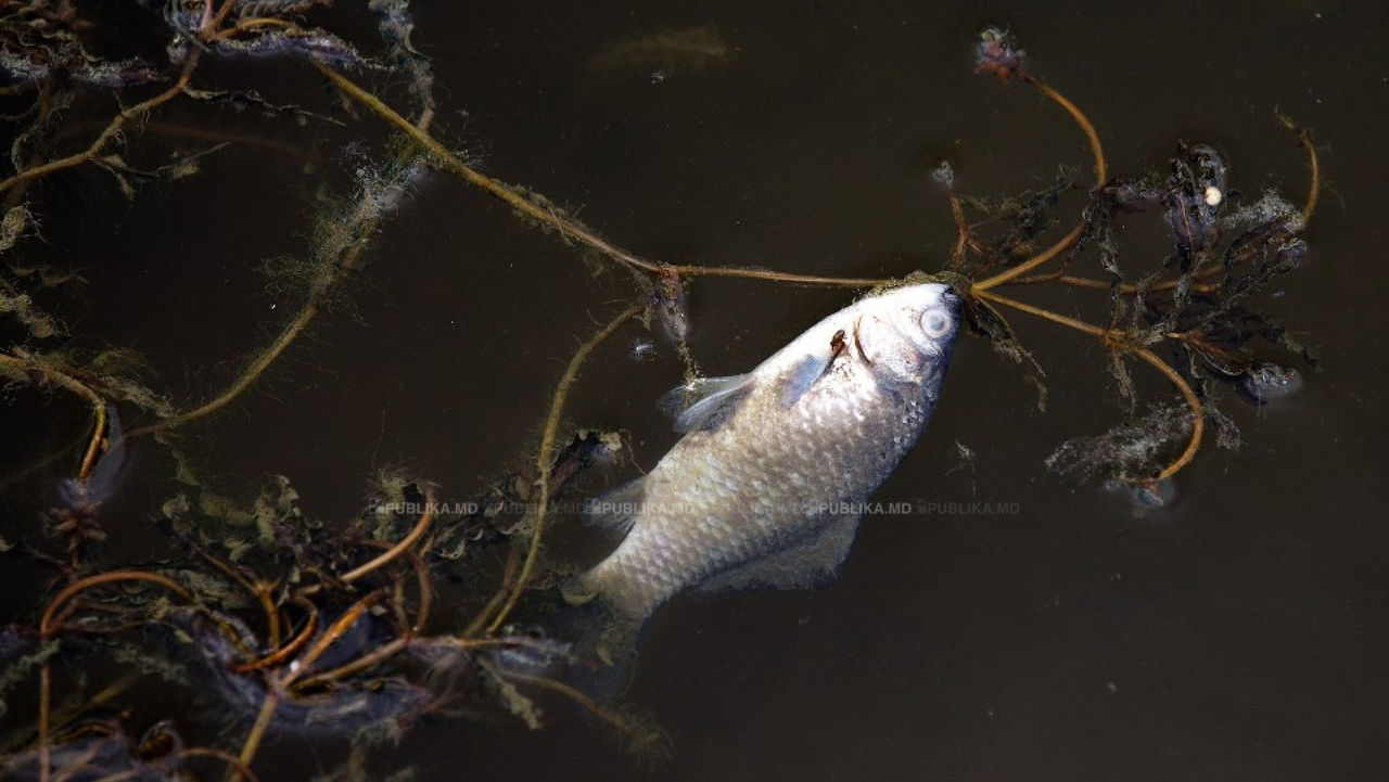 Dezastru ecologic: Sute de pești morţi zac pe malul unui lac. Foto:publika.md