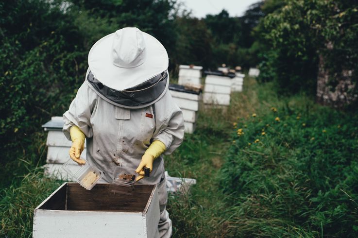 Гражданам и пчеловодам рекомендуют держаться подальше от лесов