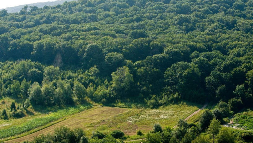 Curtea de Conturi a constatat subevaluarea evidenței fondului forestier al Moldovei cu miliarde de lei.