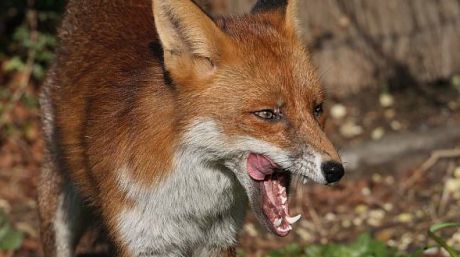 Creştere alarmantă a numărului de animale turbate. Foto: publika.md