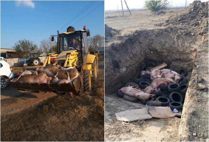 В районе Штефан Водэ начался убой свиней.