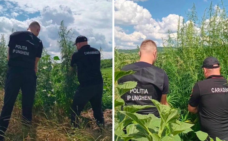 Сотни растений конопли уничтожили на севере Молдовы. Коллаж: noi.md