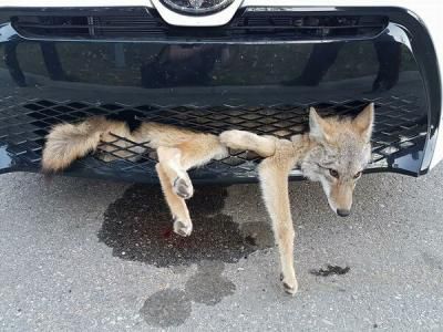 Un coiot lovit de o mașină: A fost târât 35 km și a scăpat cu viață. Foto: agerpres.ro