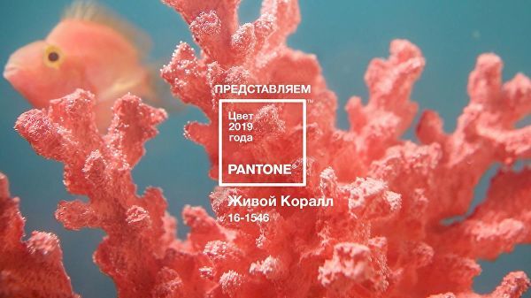 Pantone выбрал цвет 2019 года — им стал оттенок "живой коралл" (Living Coral).