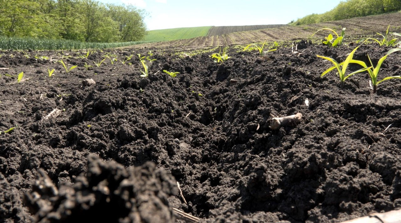 Mistreții au distrus zeci de hectare de culturi agricole în raionul Căușeni.