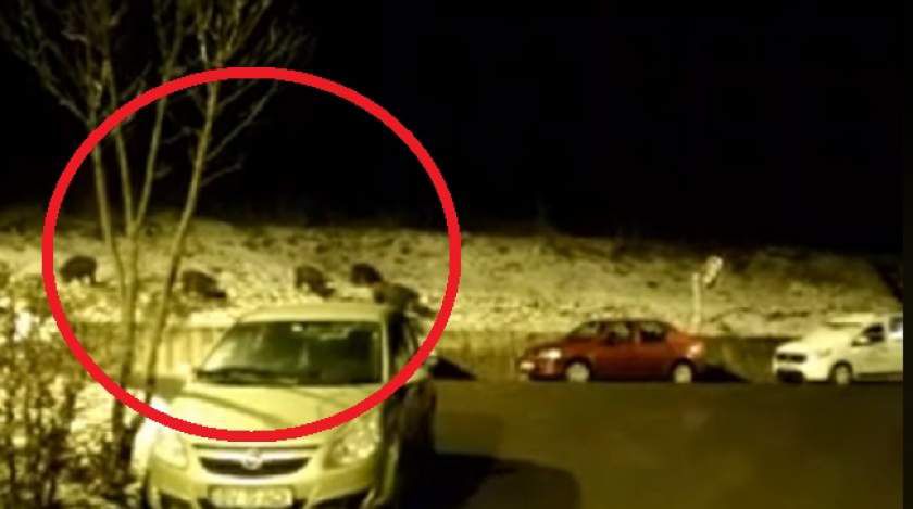 O turmă de porci mistreţi și-a făcut apariția pe străzile din Braşov. Foto: Observator