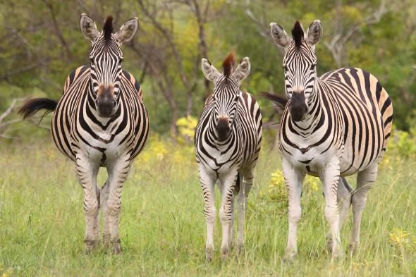 Lumea se confruntă cu o "anihilare biologică" a speciilor sale animale. 